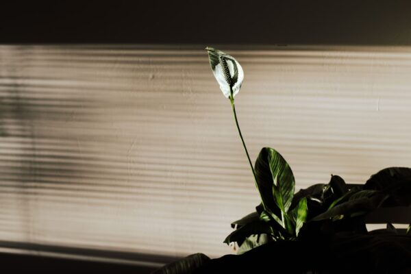Photo Peace lily