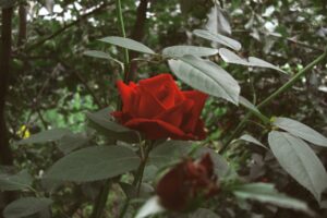 Photo red color