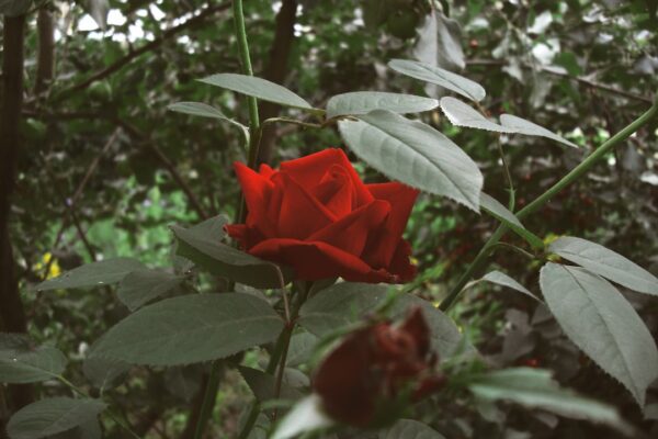 Photo red color