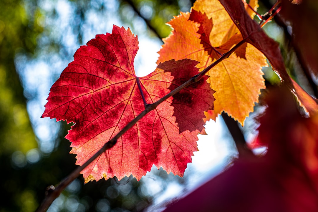 Photo fall colors