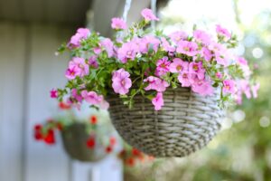 Photo petunia