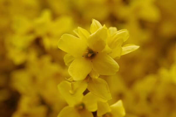 Photo laburnum