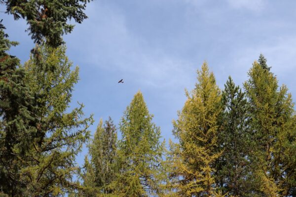 Photo plane tree