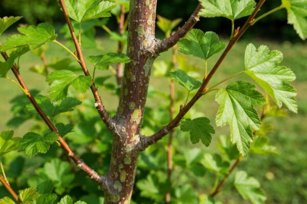 Zbliżenie krzewu roztrzęsionego Podolsk po przycięciu z liśćmi na tle ogrodu w naturalnym świetle